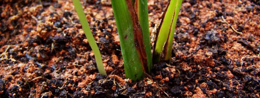 Buy Bulk Soil Online Brisbane - Jimel Transport