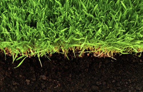 Brisbane Turf Supplier - Best Turf Brands